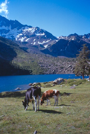 Mucche svizzere, nei pressi del lago di Val Viola.