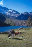 Mucche svizzere, nei pressi del lago di Val Viola.