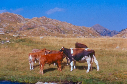 Le affettuose attenzioni di una mucca verso i propri vitelli.