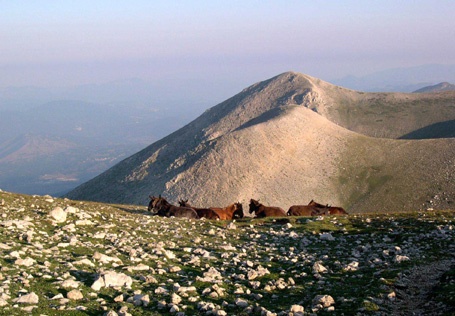 Equini a riposo nei pressi della cima del Velino.