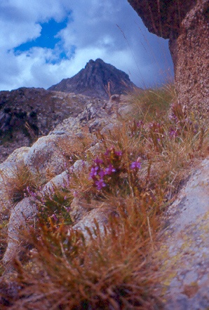 Fiori sui Pirenei (Parc Nacional Aiguestortes).